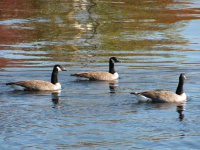 canada goose picture