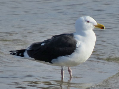 great black-backed gull adult