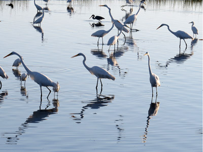 herons and egrets