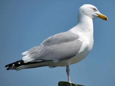 herring gull adult