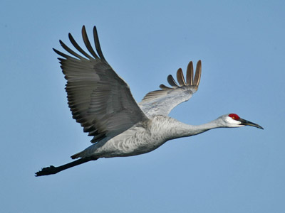 sandhill crane