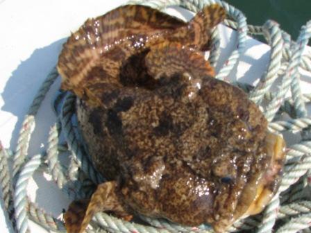 oyster toad