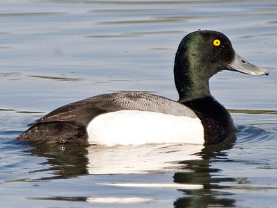 greater scaup drake