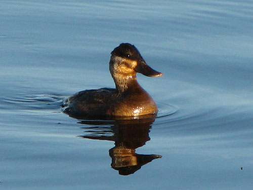 ruddy duck female