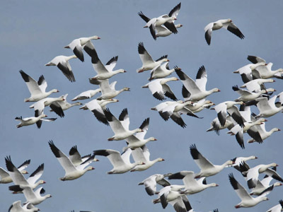 snow geese in flight