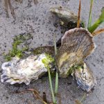chesapeake bay oysters