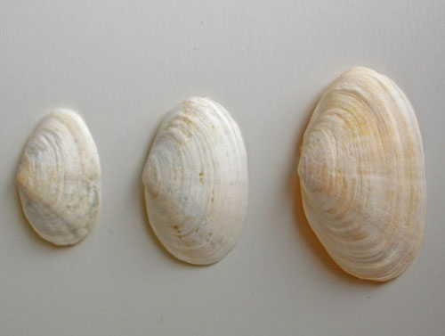 Soft-shelled Clam Shells