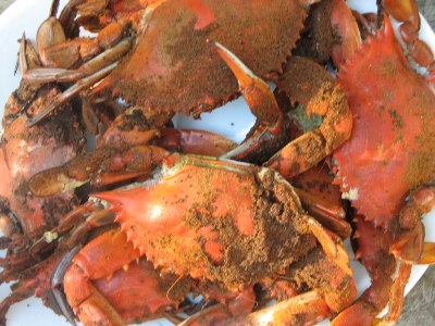 Chesapeake Bay steamed crabs