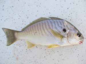 spot fish