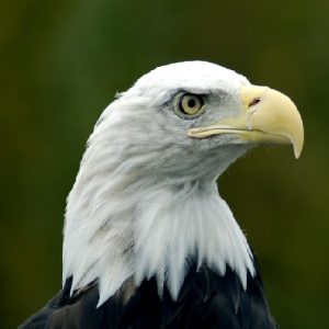 bald eagle head