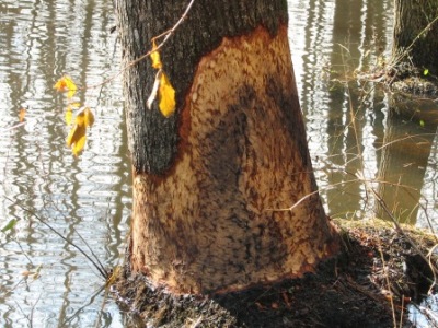 beaver-tree-damage