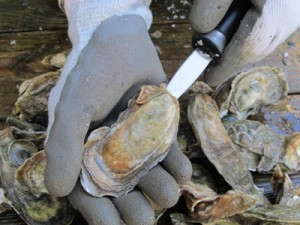 oyster shucking