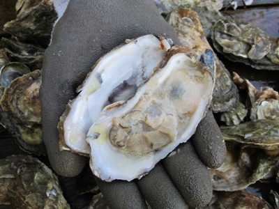 shucked oyster