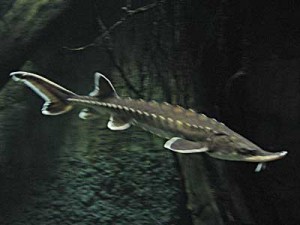 atlantic sturgeon