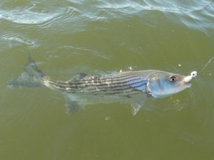 chesapeake bay striped bass