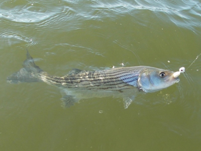 chesapeake bay rockfish