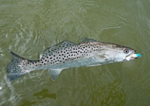 chesapeake bay speckled trout
