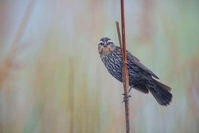 Female Red-Winged Blackbird photo by Santosh Shanmuga |Maryland Department of Natural Resources