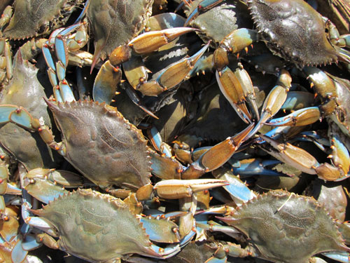 chesapeake bay blue crabs