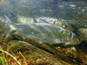 river herring