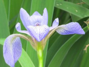 wild iris