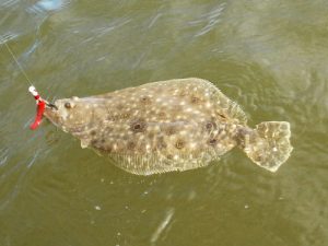 chesapeake bay summer flounder