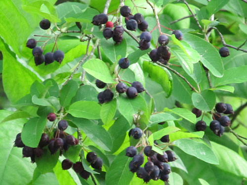 Downy Serviceberry (blue berries)