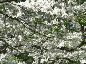 Flowering Dogwood blooming