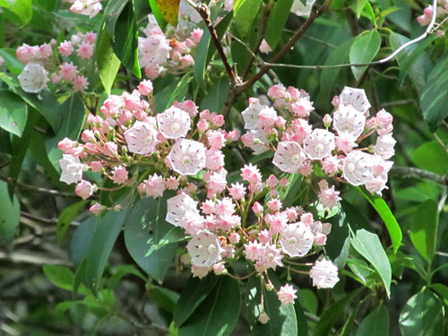 Mountain Laurel (flowers - foliage)