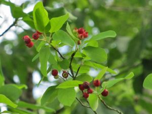 Downy Serviceberry (red berries)