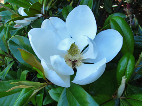 Southern Magnolia (flower and foliage)
