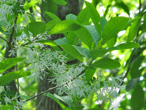 White Fringetree (flowers)