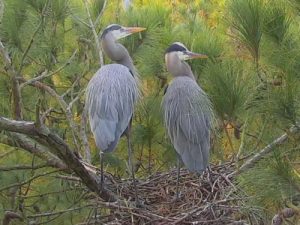 great blue herons nesting