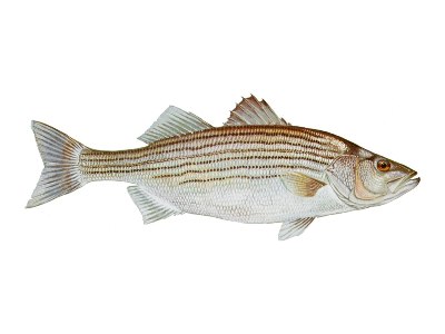 striped bass rockfish