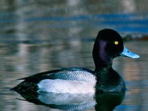 lesser scaup drake duck