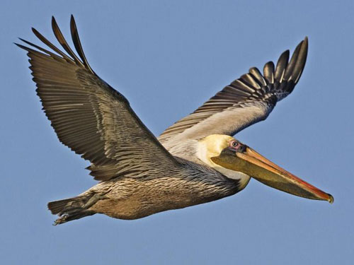 brown pelican in flight
