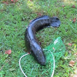 northern snakehead fish