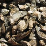 Chesapeake Bay oyster restoration