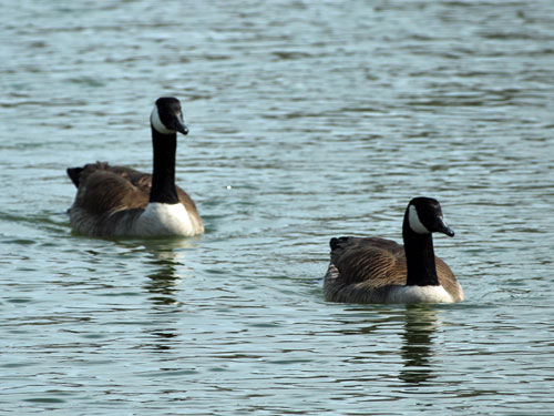 canada geese Baltimore MD