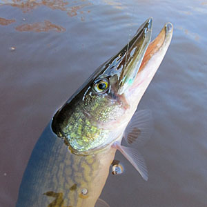 Chain Pickerel