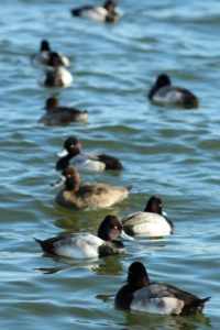 diving ducks