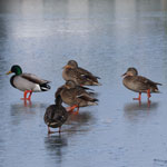 mallard ducks walking on ice