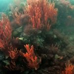 oyster reef