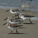 shorebirds