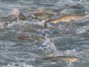 Chesapeake Bay Striped Bass