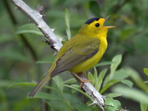wilsons warbler